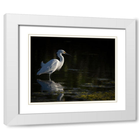 Snowy Egret hunting-Merritt Island National Wildlife Refuge-Florida White Modern Wood Framed Art Print with Double Matting by Pryor, Maresa