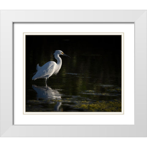 Snowy Egret hunting-Merritt Island National Wildlife Refuge-Florida White Modern Wood Framed Art Print with Double Matting by Pryor, Maresa