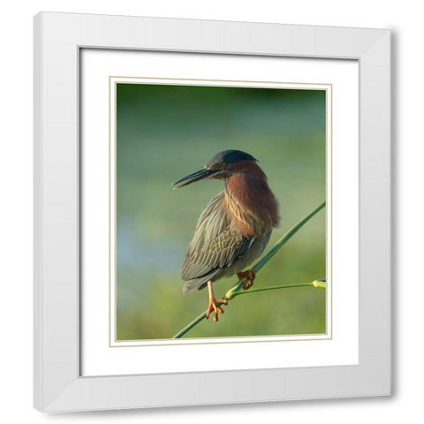 Green heron-Butorides virescens-Green Cay Wetlands-Florida White Modern Wood Framed Art Print with Double Matting by Pryor, Maresa
