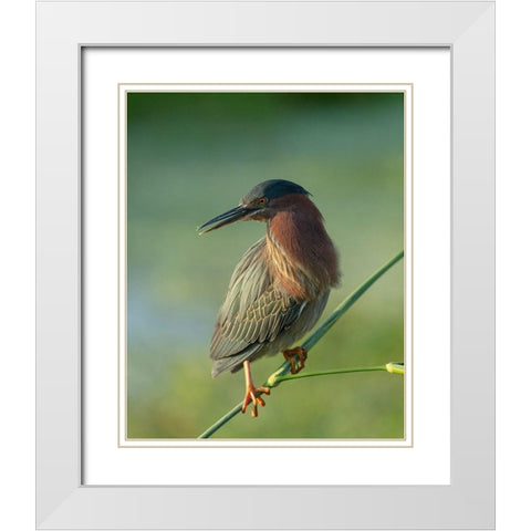 Green heron-Butorides virescens-Green Cay Wetlands-Florida White Modern Wood Framed Art Print with Double Matting by Pryor, Maresa