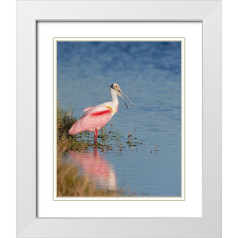 Roseate spoonbill agitated-Merritt island National Wildlife Refuge-Florida-USA White Modern Wood Framed Art Print with Double Matting by Pryor, Maresa