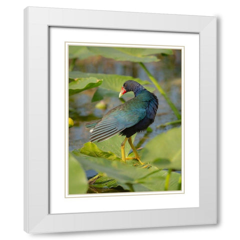 Purple gallinule-Arthur R Marshall Loxahatchee National Wildlife Refuge-Marsh Trail-Florida White Modern Wood Framed Art Print with Double Matting by Pryor, Maresa