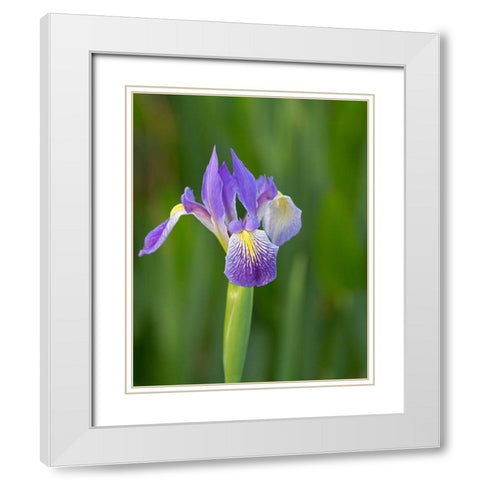 Southern blue flag iris-Iris virginica-Loxahatchee National Wildlife Refuge-Florida White Modern Wood Framed Art Print with Double Matting by Pryor, Maresa