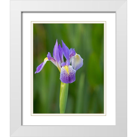 Southern blue flag iris-Iris virginica-Loxahatchee National Wildlife Refuge-Florida White Modern Wood Framed Art Print with Double Matting by Pryor, Maresa