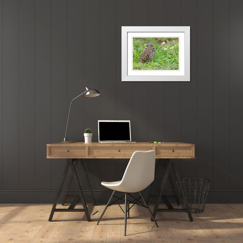 Burrowing owl-Athene cunicularia-Florida White Modern Wood Framed Art Print with Double Matting by Pryor, Maresa
