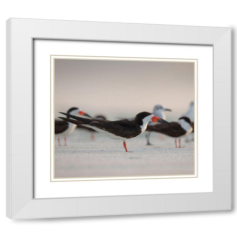 Black Skimmers on Lido Beach-Florida White Modern Wood Framed Art Print with Double Matting by Pryor, Maresa