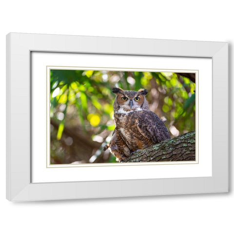 Portrait of a Great Horned Owl-perched in a tree White Modern Wood Framed Art Print with Double Matting by Haddad, Sheila
