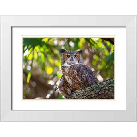 Portrait of a Great Horned Owl-perched in a tree White Modern Wood Framed Art Print with Double Matting by Haddad, Sheila