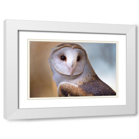 A Barn Owl-close up-looking directly on White Modern Wood Framed Art Print with Double Matting by Haddad, Sheila