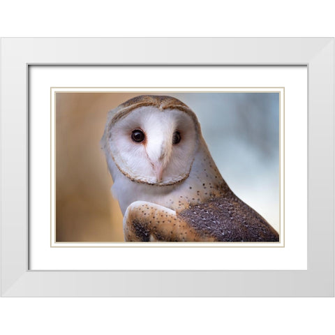A Barn Owl-close up-looking directly on White Modern Wood Framed Art Print with Double Matting by Haddad, Sheila