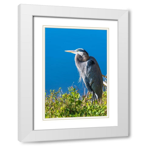 A hunched Great Blue Heron by the side of deep blue water-standing in brush White Modern Wood Framed Art Print with Double Matting by Haddad, Sheila