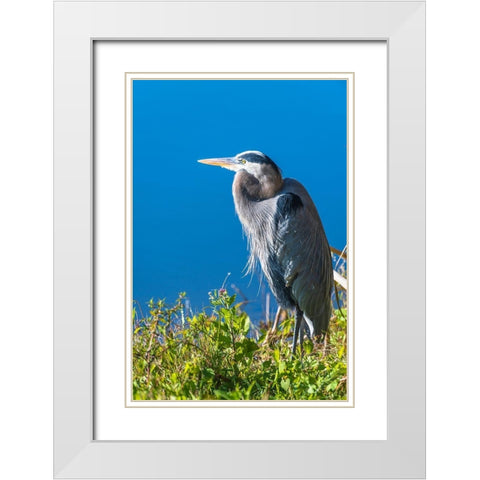 A hunched Great Blue Heron by the side of deep blue water-standing in brush White Modern Wood Framed Art Print with Double Matting by Haddad, Sheila