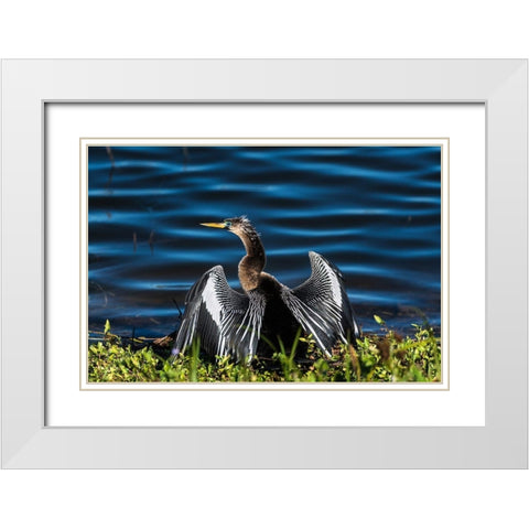 A male Anhinga-drying with wings open-mating season-the eye is ringed green/blue White Modern Wood Framed Art Print with Double Matting by Haddad, Sheila