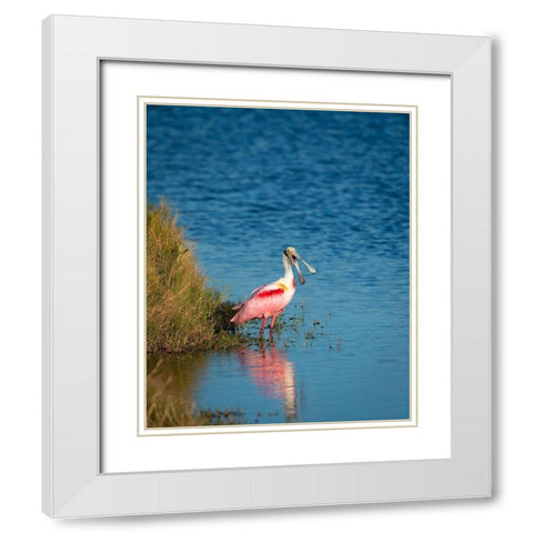 A Roseate Spoonbill standing in water calling out-sign of stress White Modern Wood Framed Art Print with Double Matting by Haddad, Sheila