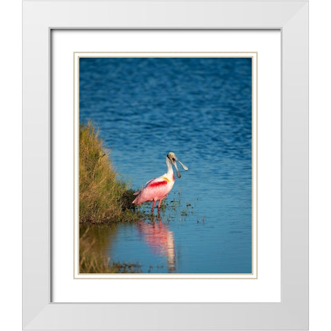 A Roseate Spoonbill standing in water calling out-sign of stress White Modern Wood Framed Art Print with Double Matting by Haddad, Sheila
