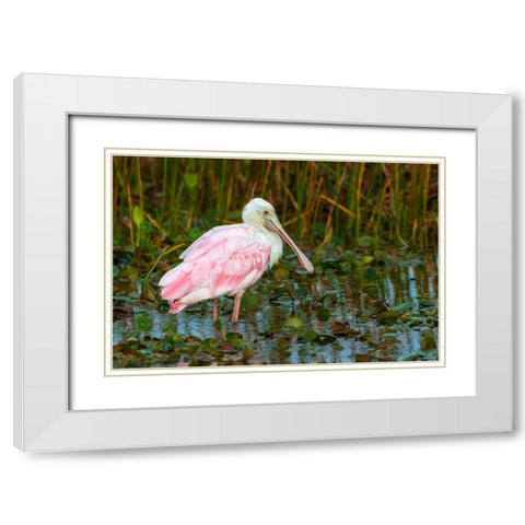 A Roseate Spoonbill standing in water in Orlando Wetlands-Florida White Modern Wood Framed Art Print with Double Matting by Haddad, Sheila