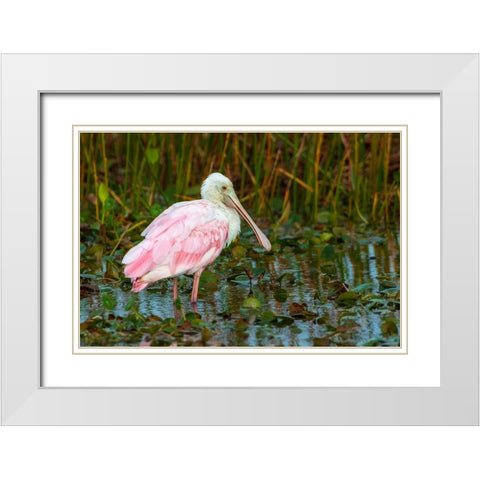 A Roseate Spoonbill standing in water in Orlando Wetlands-Florida White Modern Wood Framed Art Print with Double Matting by Haddad, Sheila
