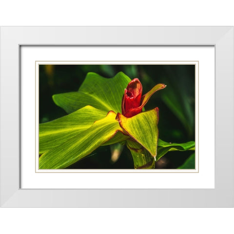 African arrowroot plant White Modern Wood Framed Art Print with Double Matting by Perry, William