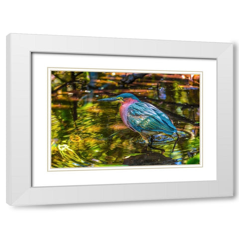 Colorful green heron fishing-Florida White Modern Wood Framed Art Print with Double Matting by Perry, William