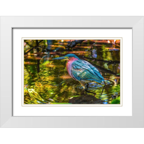 Colorful green heron fishing-Florida White Modern Wood Framed Art Print with Double Matting by Perry, William