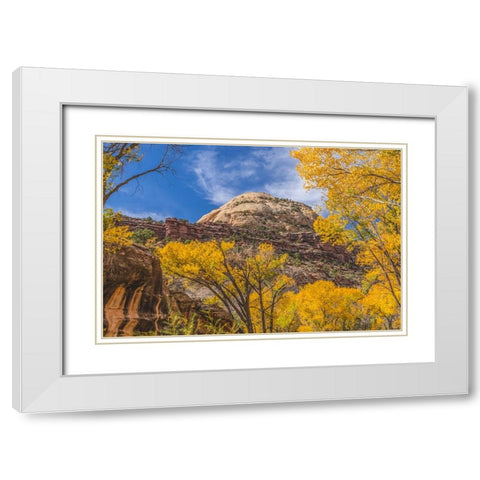 Colorful yellow cottonwood trees-Canyonlands National Park-Needles District-Utah White Modern Wood Framed Art Print with Double Matting by Perry, William