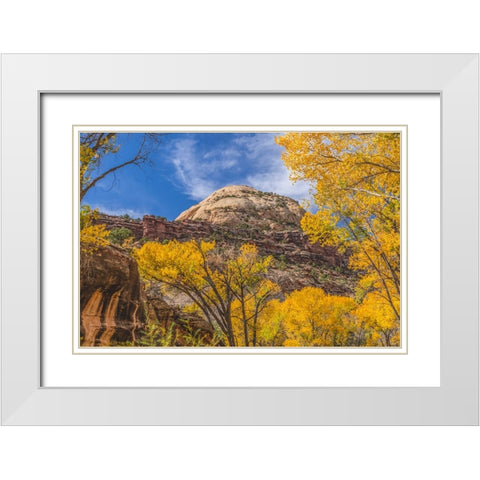 Colorful yellow cottonwood trees-Canyonlands National Park-Needles District-Utah White Modern Wood Framed Art Print with Double Matting by Perry, William