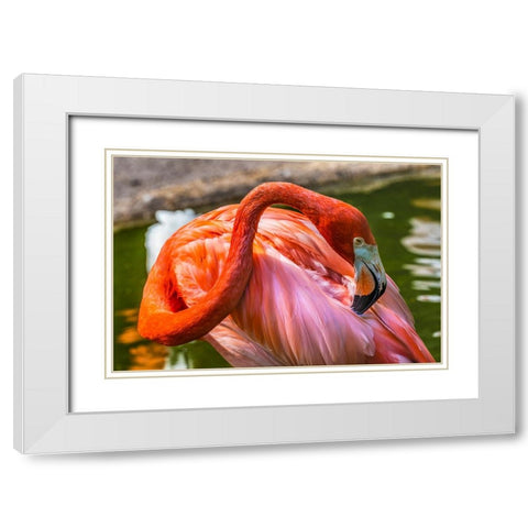 Colorful American Caribbean Flamingo-Florida White Modern Wood Framed Art Print with Double Matting by Perry, William