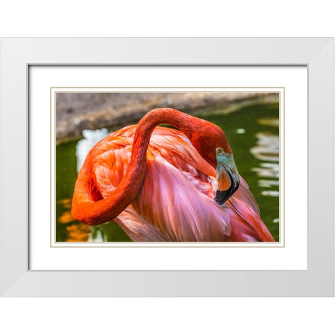 Colorful American Caribbean Flamingo-Florida White Modern Wood Framed Art Print with Double Matting by Perry, William