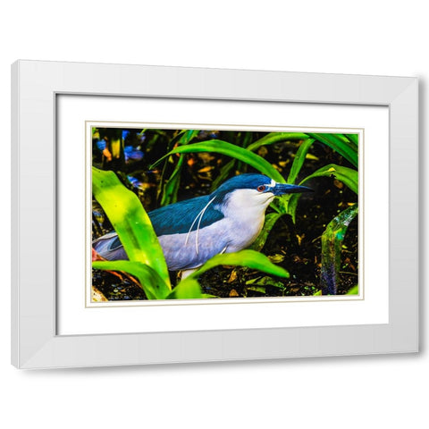 Colorful black crowned night heron fishing-Florida White Modern Wood Framed Art Print with Double Matting by Perry, William