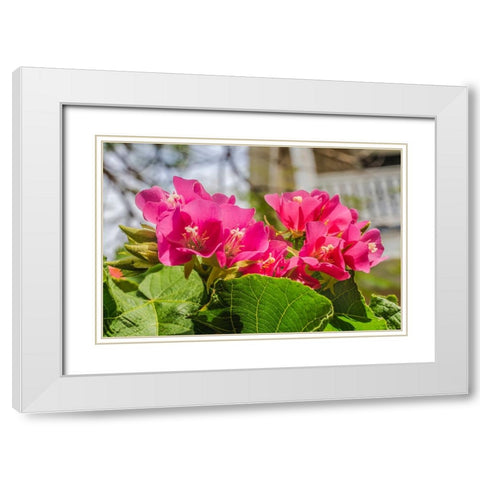 Pinkball hydrangea- Key West- Florida. White Modern Wood Framed Art Print with Double Matting by Perry, William