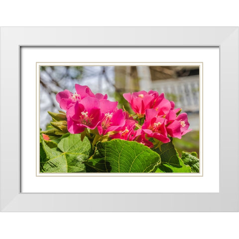 Pinkball hydrangea- Key West- Florida. White Modern Wood Framed Art Print with Double Matting by Perry, William