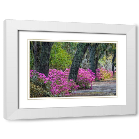 Rural road with azaleas and live oaks lining roadway-Bonaventure Cemetery-Savannah-Georgia White Modern Wood Framed Art Print with Double Matting by Jones, Adam