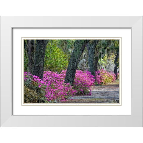 Rural road with azaleas and live oaks lining roadway-Bonaventure Cemetery-Savannah-Georgia White Modern Wood Framed Art Print with Double Matting by Jones, Adam