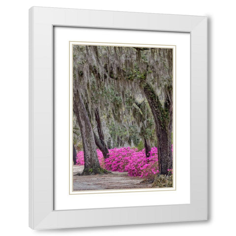 Bonaventure Cemetery-Georgia-Savannah White Modern Wood Framed Art Print with Double Matting by Jones, Adam