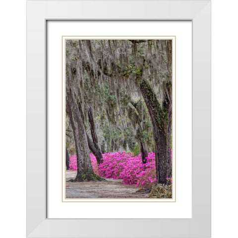 Bonaventure Cemetery-Georgia-Savannah White Modern Wood Framed Art Print with Double Matting by Jones, Adam