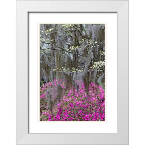 Flowering dogwood trees and azaleas in full bloom in spring-Bonaventure Cemetery-Savannah-Georgia White Modern Wood Framed Art Print with Double Matting by Jones, Adam