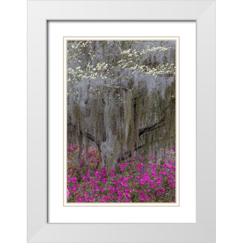 Flowering dogwood trees and azaleas in full bloom in spring-Bonaventure Cemetery-Savannah-Georgia White Modern Wood Framed Art Print with Double Matting by Jones, Adam