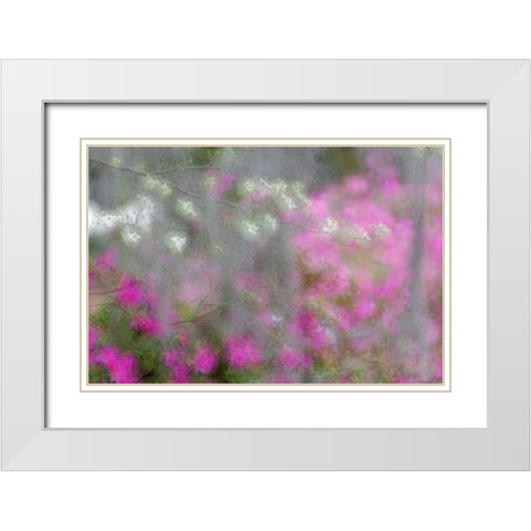 Soft focus view of flowering dogwood trees and azaleas in full bloom in spring-Bonaventure Cemetery White Modern Wood Framed Art Print with Double Matting by Jones, Adam
