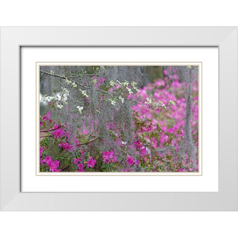Flowering dogwood trees and azaleas in full bloom in spring-Bonaventure Cemetery-Savannah-Georgia White Modern Wood Framed Art Print with Double Matting by Jones, Adam