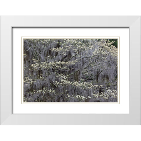 Flowering dogwood trees in full bloom in spring-Bonaventure Cemetery-Savannah-Georgia White Modern Wood Framed Art Print with Double Matting by Jones, Adam