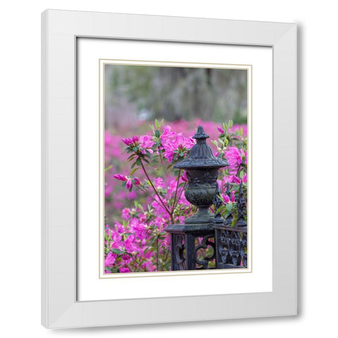 Iron fence and azaleas in full bloom-Bonaventure Cemetery-Savannah-Georgia White Modern Wood Framed Art Print with Double Matting by Jones, Adam