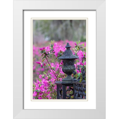 Iron fence and azaleas in full bloom-Bonaventure Cemetery-Savannah-Georgia White Modern Wood Framed Art Print with Double Matting by Jones, Adam