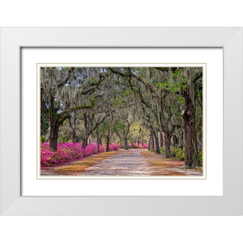 Rural road with azaleas and live oaks lining roadway-Bonaventure Cemetery-Savannah-Georgia White Modern Wood Framed Art Print with Double Matting by Jones, Adam