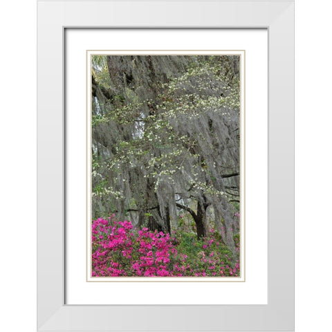 Flowering dogwood trees and azaleas in full bloom in spring-Bonaventure Cemetery-Savannah-Georgia White Modern Wood Framed Art Print with Double Matting by Jones, Adam
