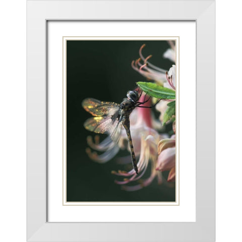 Georgia, Close-up of dragonfly Backlit on Azalea White Modern Wood Framed Art Print with Double Matting by Rotenberg, Nancy