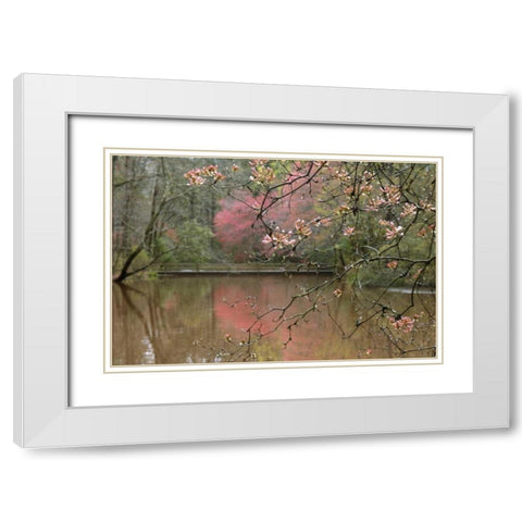 GA, Azalea branches over pond in spring, GA, White Modern Wood Framed Art Print with Double Matting by Rotenberg, Nancy