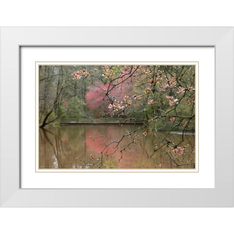 GA, Azalea branches over pond in spring, GA, White Modern Wood Framed Art Print with Double Matting by Rotenberg, Nancy