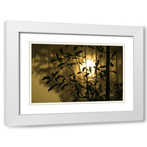 Georgia, Sunrise reflected in a pond White Modern Wood Framed Art Print with Double Matting by Rotenberg, Nancy
