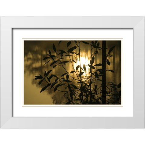 Georgia, Sunrise reflected in a pond White Modern Wood Framed Art Print with Double Matting by Rotenberg, Nancy