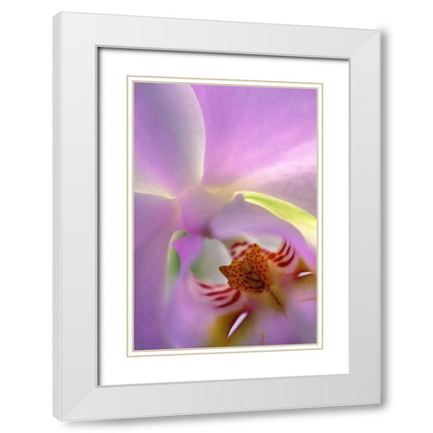 Georgia, Alpharetta Backlit phalaeonopsis orchid White Modern Wood Framed Art Print with Double Matting by Needle, Charles